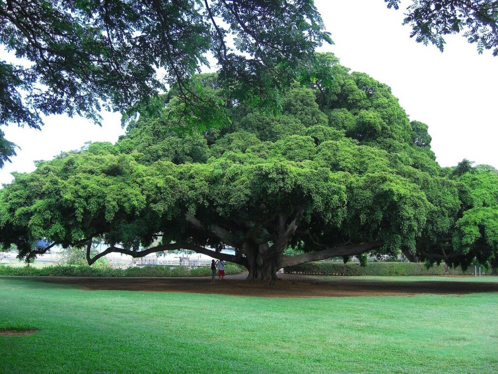 tree Hitachi Forrest